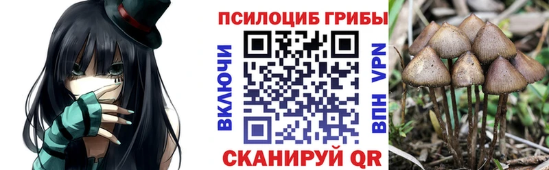 купить наркотик  Гдов  Галлюциногенные грибы Psilocybe 